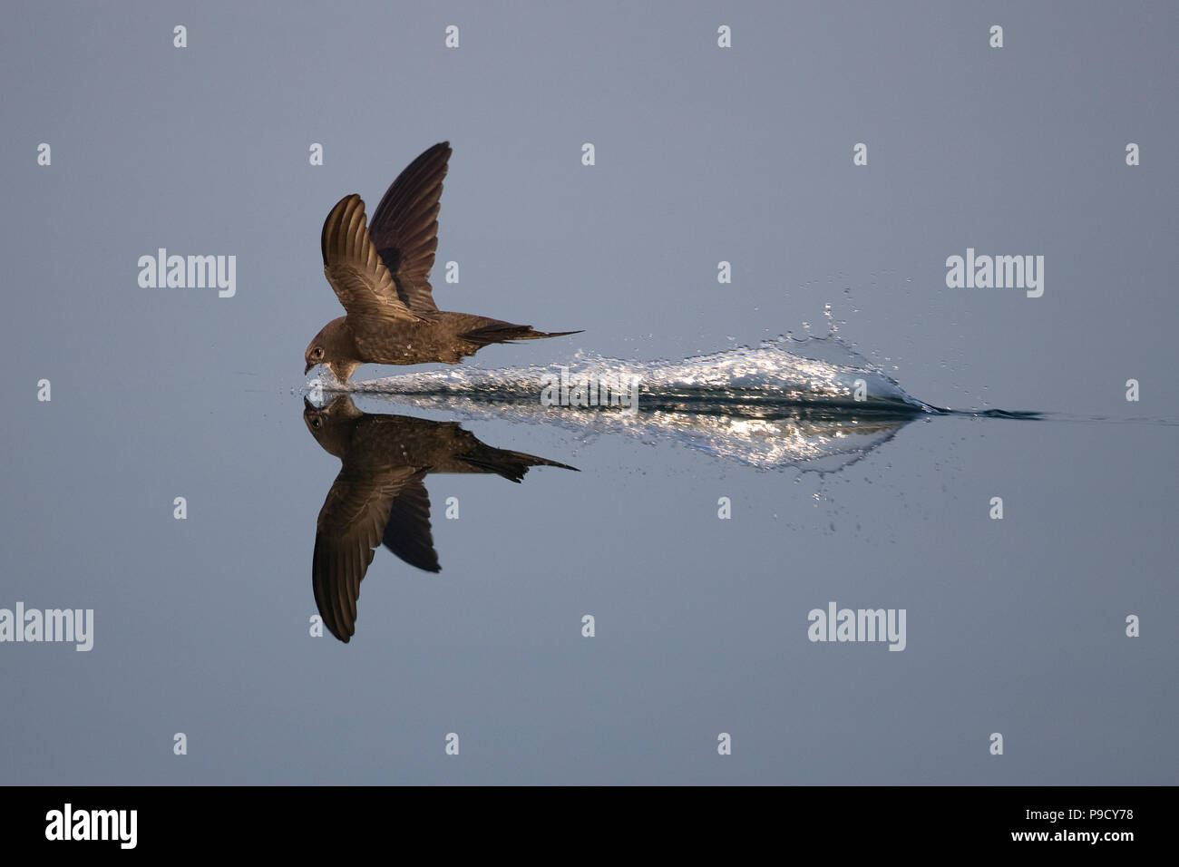 Swift Bird High Resolution Stock Photography And Images Alamy