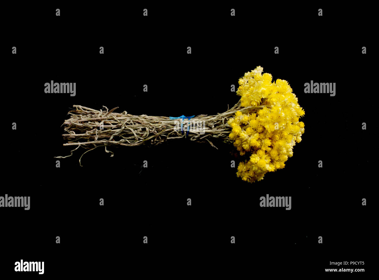 helichrysum flowers isolated on black background,image of a Stock Photo