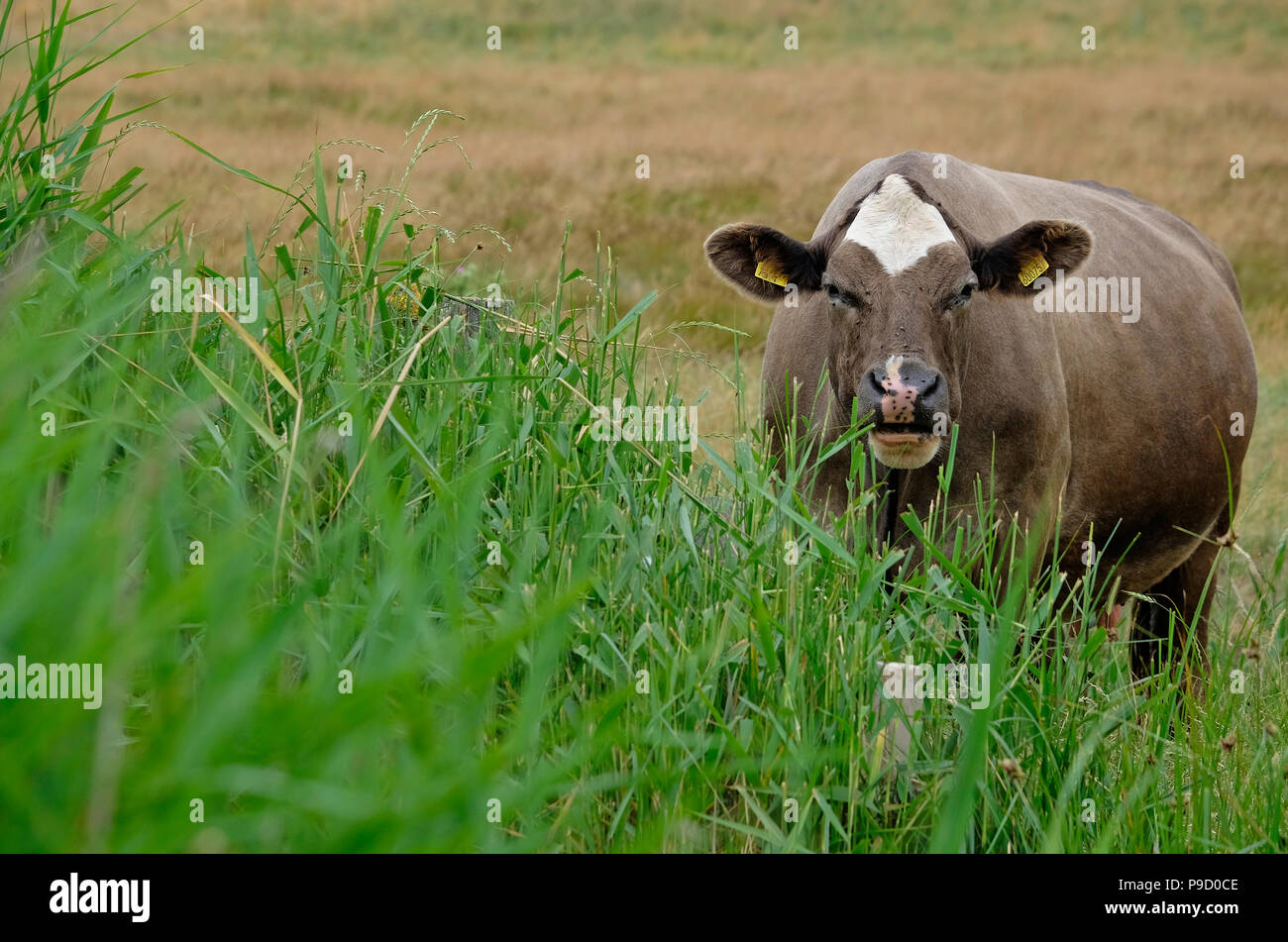 large cow looking at viewer, cley salt marsh, north norfolk, england Stock Photo