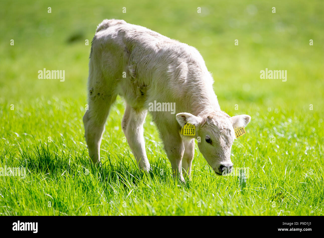 Limousin cow and calf hi-res stock photography and images - Alamy