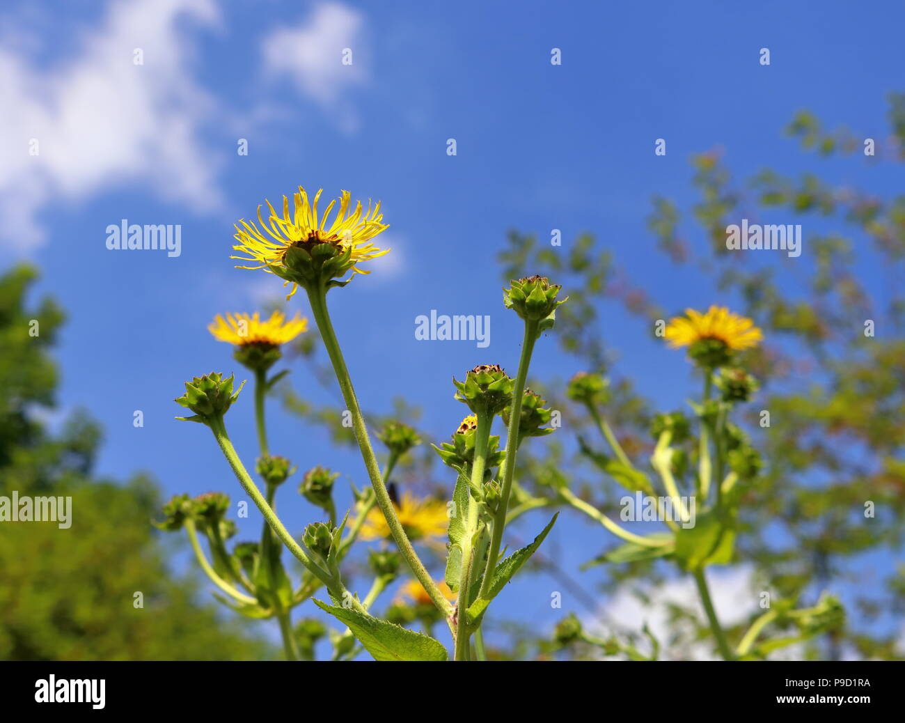 Yellow horse-heal, elecampane, herbal plant Stock Photo