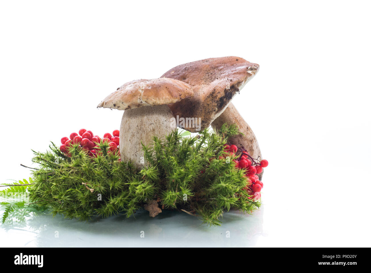 White forest mushroom hi-res stock photography and images - Alamy