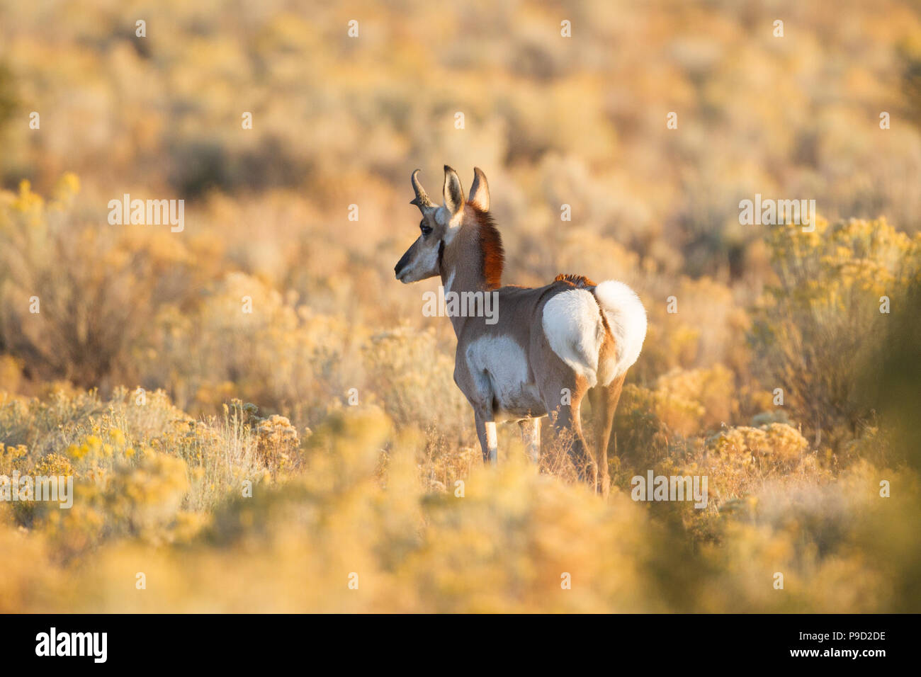 A young pronghorn antelope, Antilocapra americana, buck with mane and rump hair raised. Stock Photo