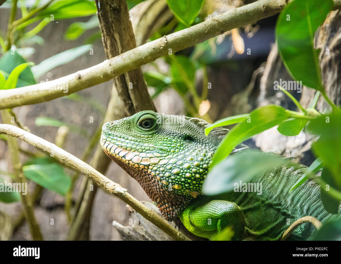 Close-up of a green beautiful lizard or Lacertilia with big black eyes. Stock Photo
