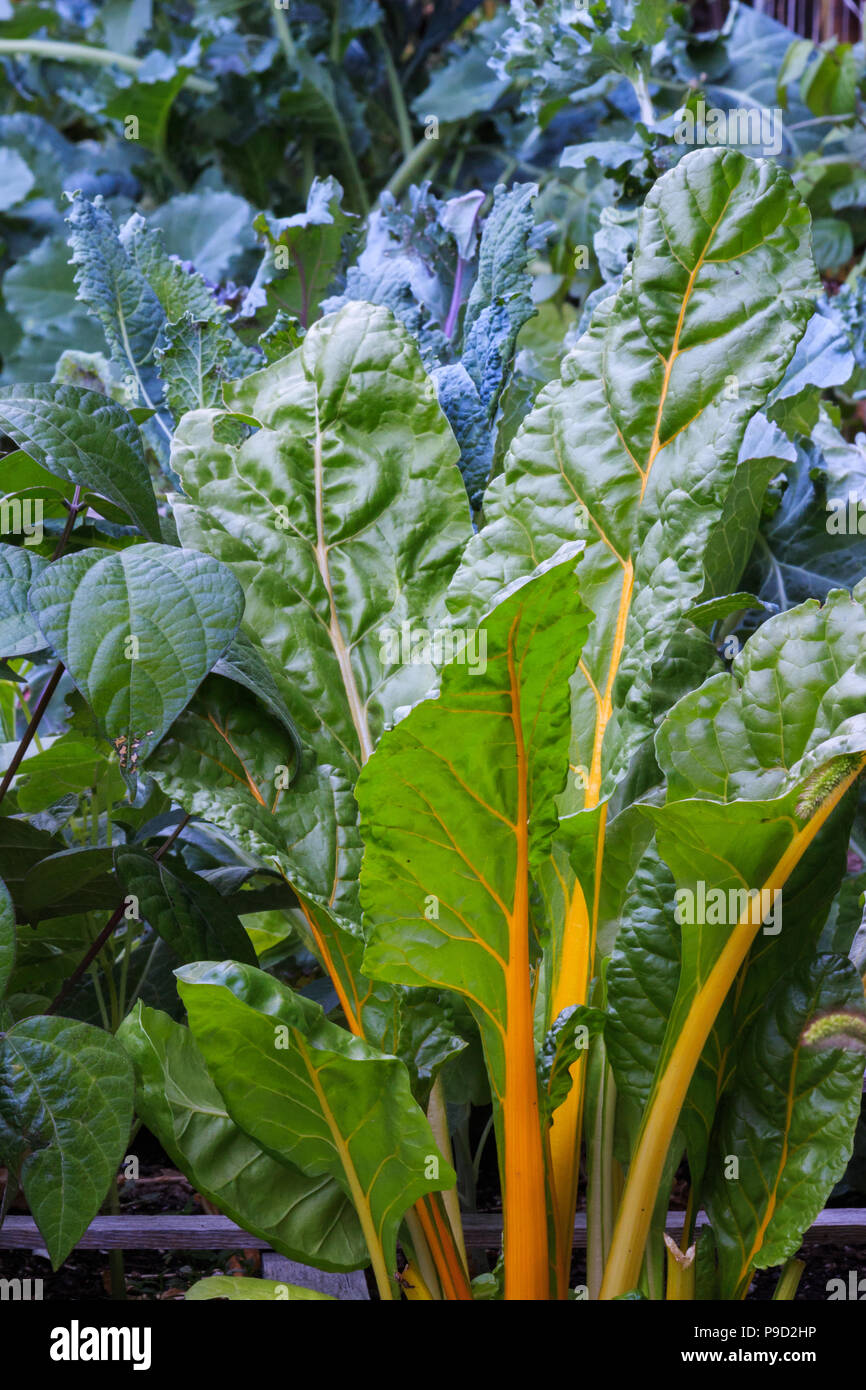 A lush square foot garden with beans, collard greens, kale and Swiss