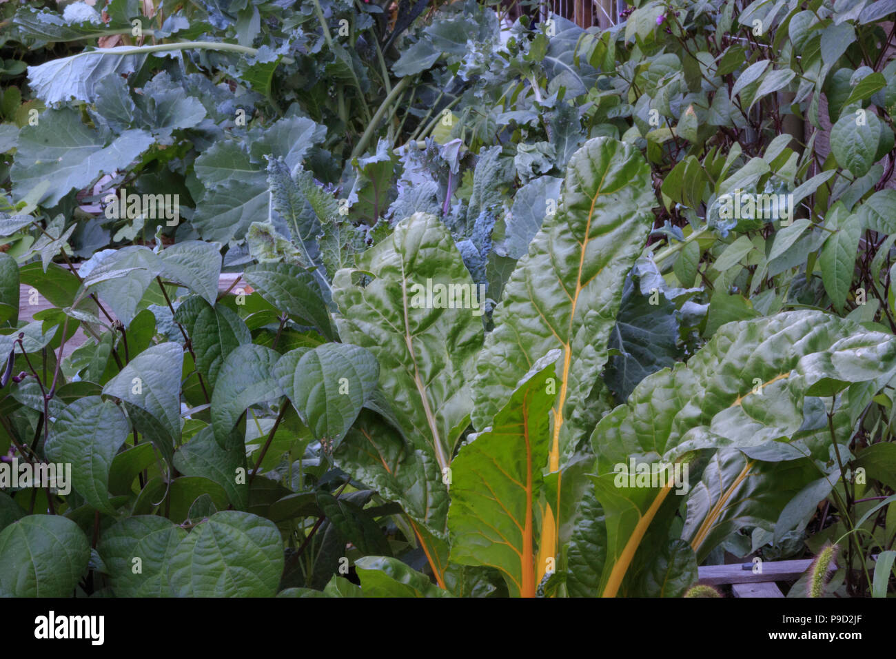 Beans, collard greens, kale and Swiss chard healthily growing in a square foot garden Stock