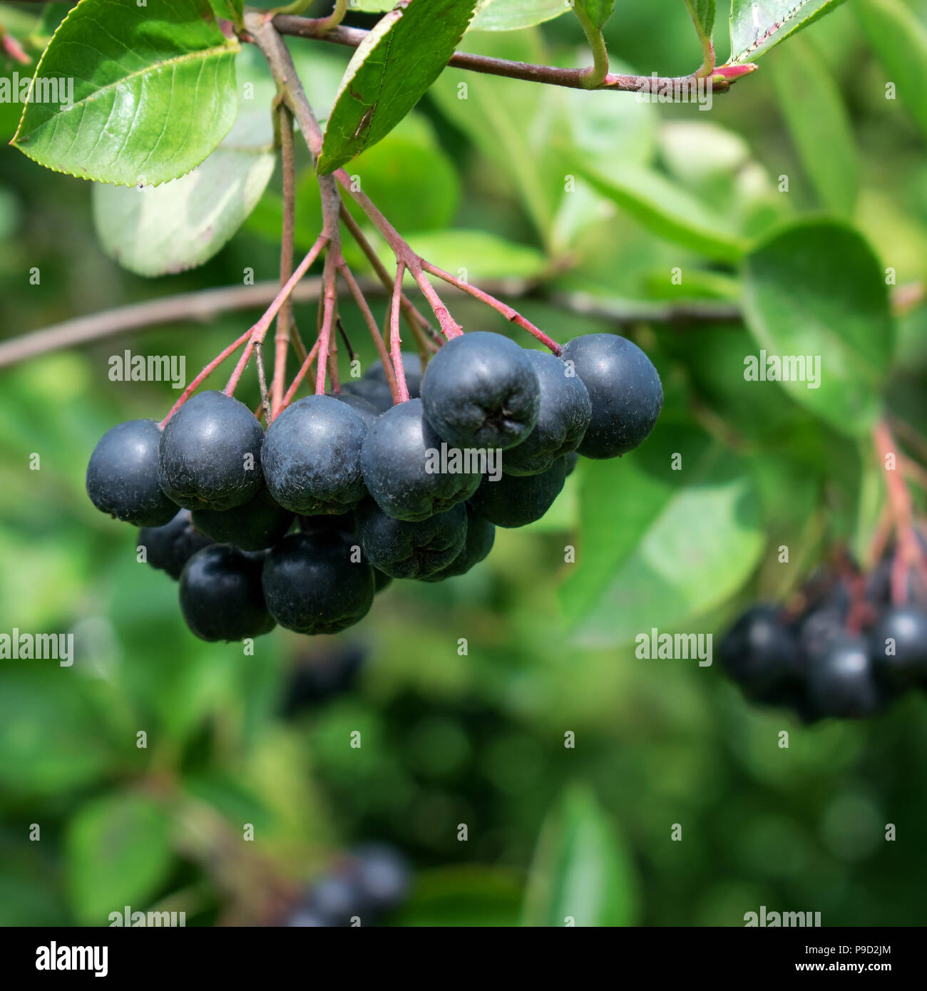 Aronia berries (Aronia melanocarpa, Black Chokeberry) growing in the garden. Stock Photo