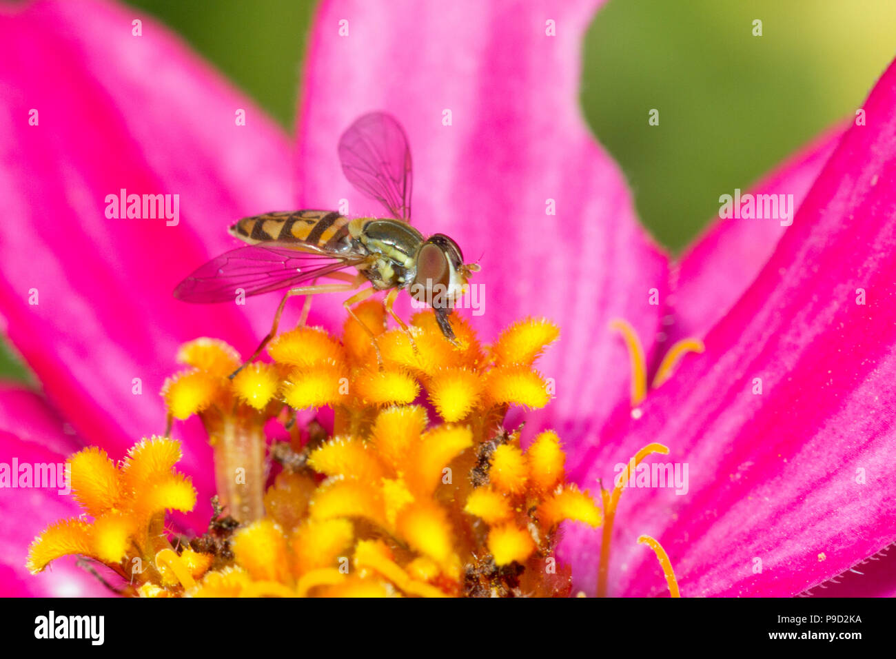 A hoverfly feeding on a moss-rose purslane flower. Stock Photo