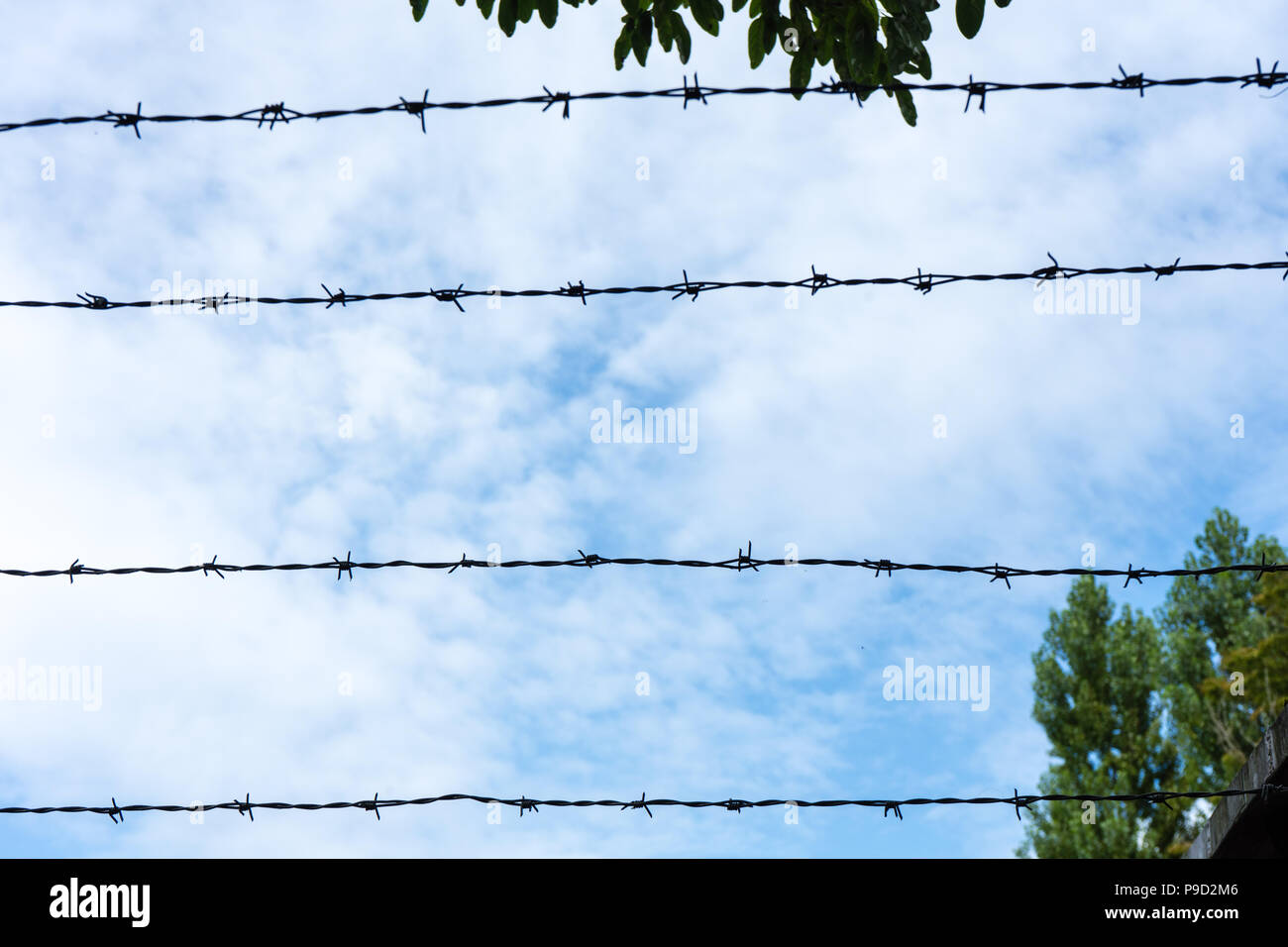 Barbed wire fence against the blue sky with clouds and tree leaf Stock ...