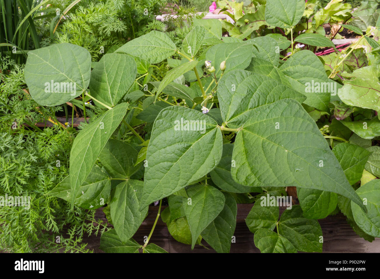 Wax beans, carrots, beets and chives growing in a raised bed garden. Stock Photo