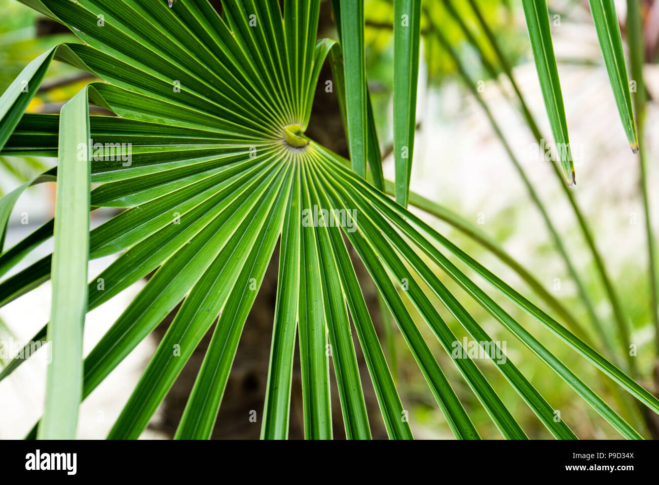 Trachycarpus fortunei windmill plant weed palm china Stock Photo