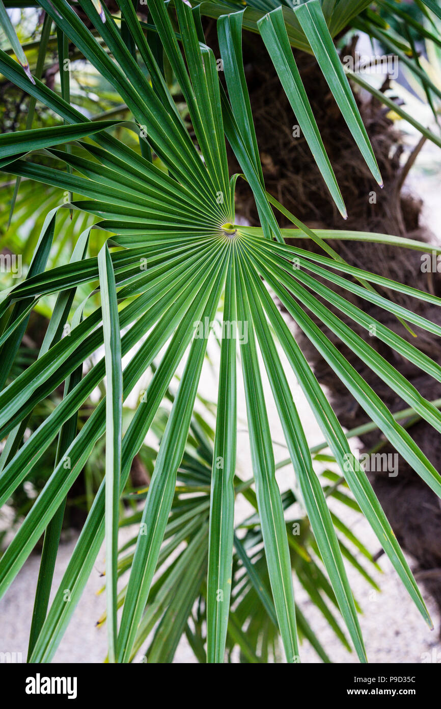 trachycarpus fortunei palm tree leaf close up Stock Photo