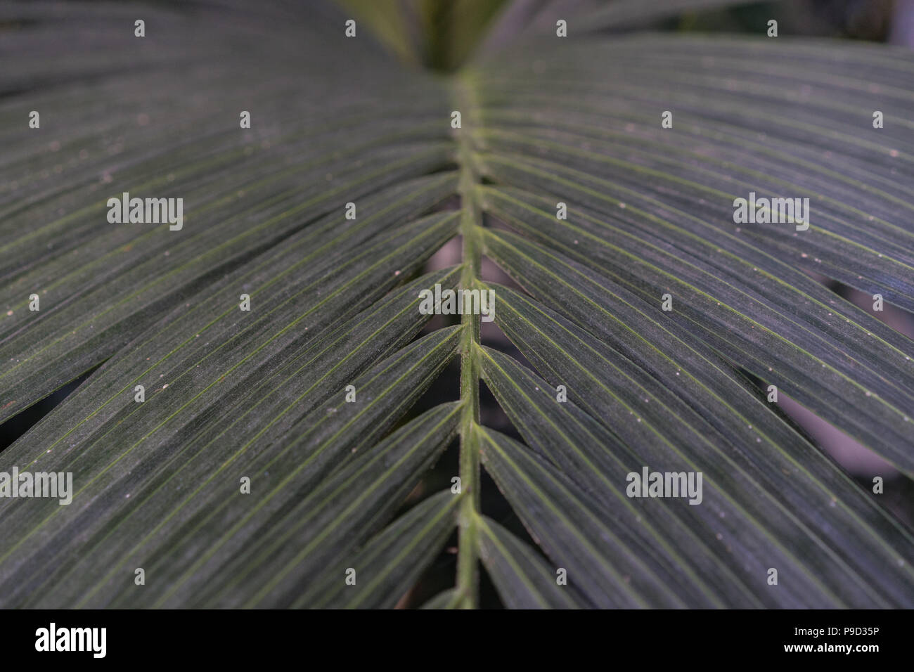 Leaf of Ptychosperma elegans Arecaceae lilac palm Close Up View Stock Photo