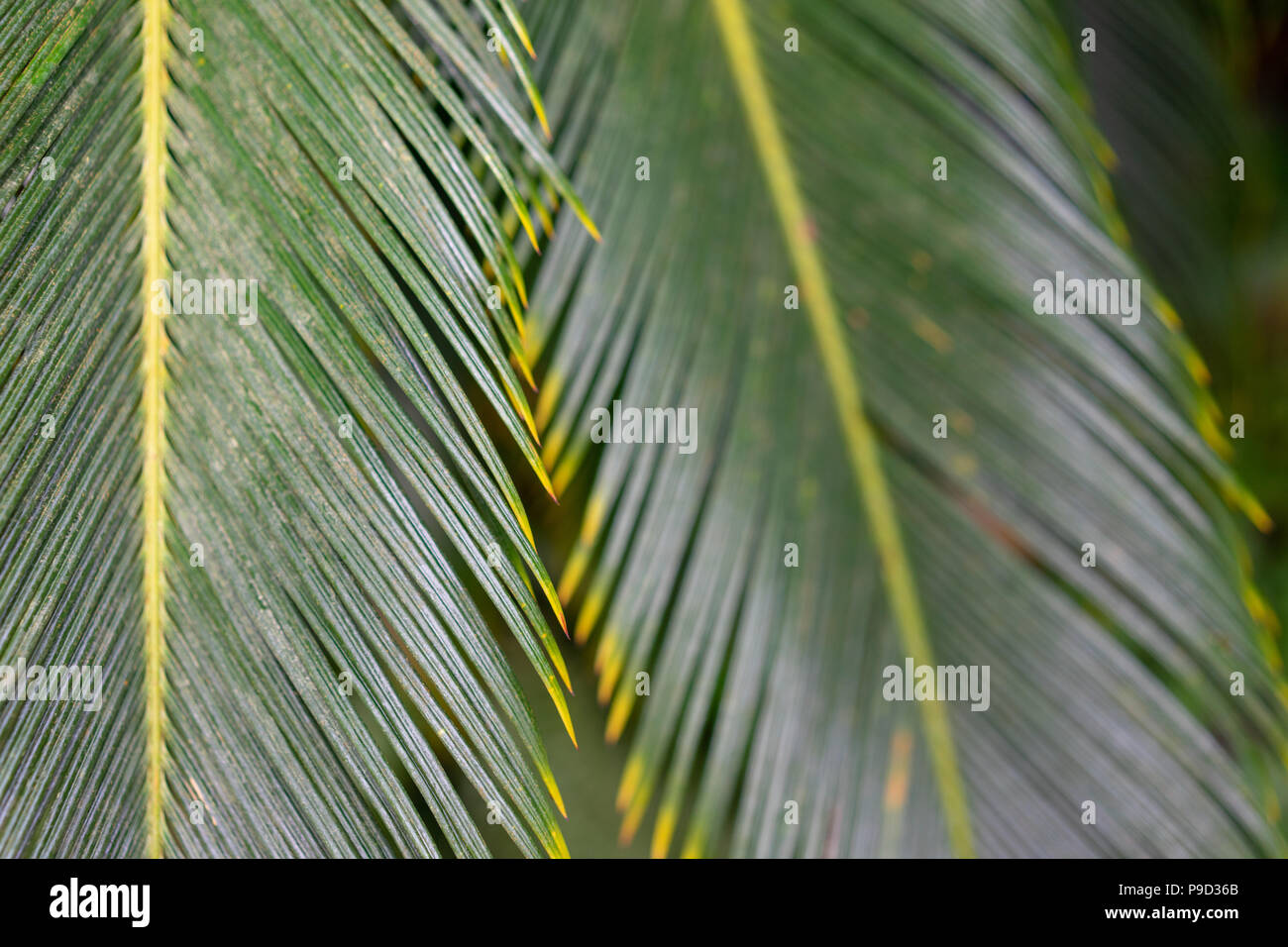 abstract leaf pattern close up view from tropical palm tree Stock Photo