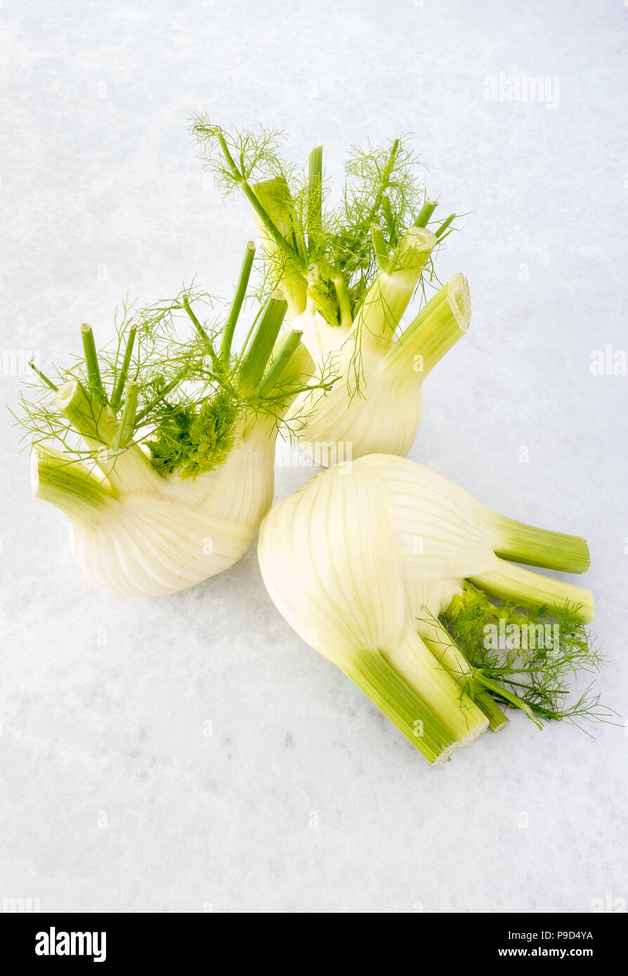 Three whole raw fennel bulbs with fronds on light grey background with