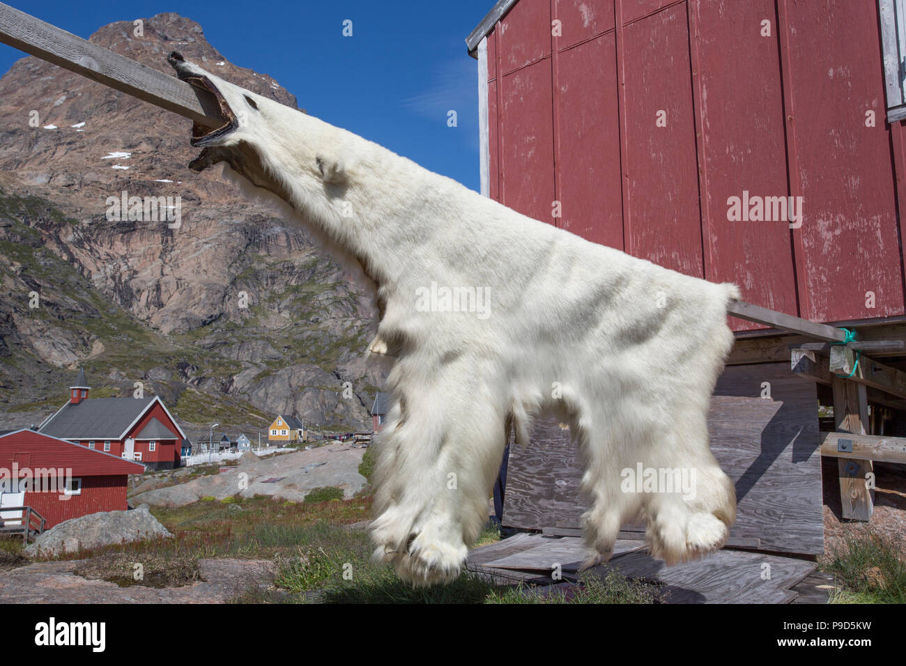Polar Bear hide drying at Aappilattoq, Greenland Stock Photo