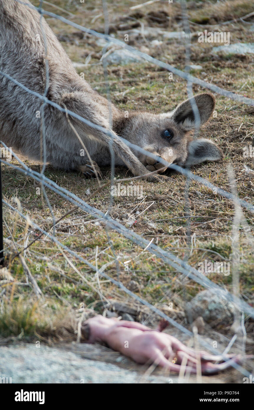 Newborn Joey High Resolution Stock Photography and Images - Alamy