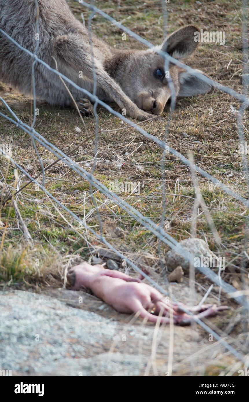 Mother kangaroo staring at dead baby kangaroo joey after being ejected ...