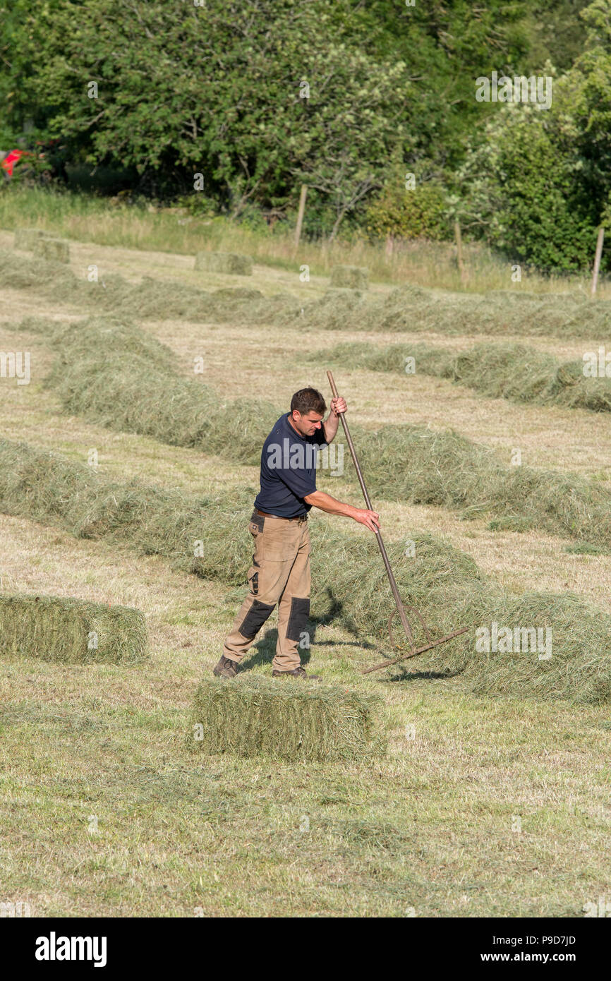 Farmer raking up loose bits of hay in hayfield near Keld in the Yorkshire Dales National Park, UK. Stock Photo