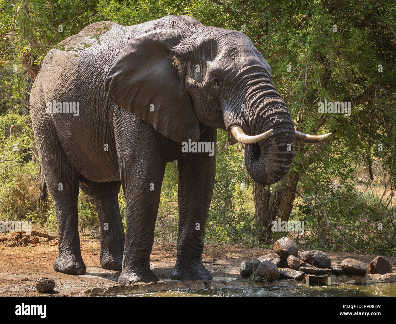 Old African elephant bull having a drink of water Stock Photo