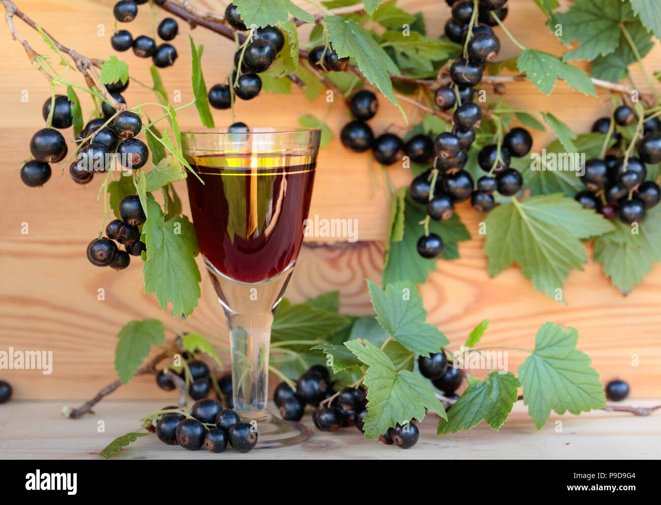Homemade liqueur made from black currants and fresh berries on a branch ...