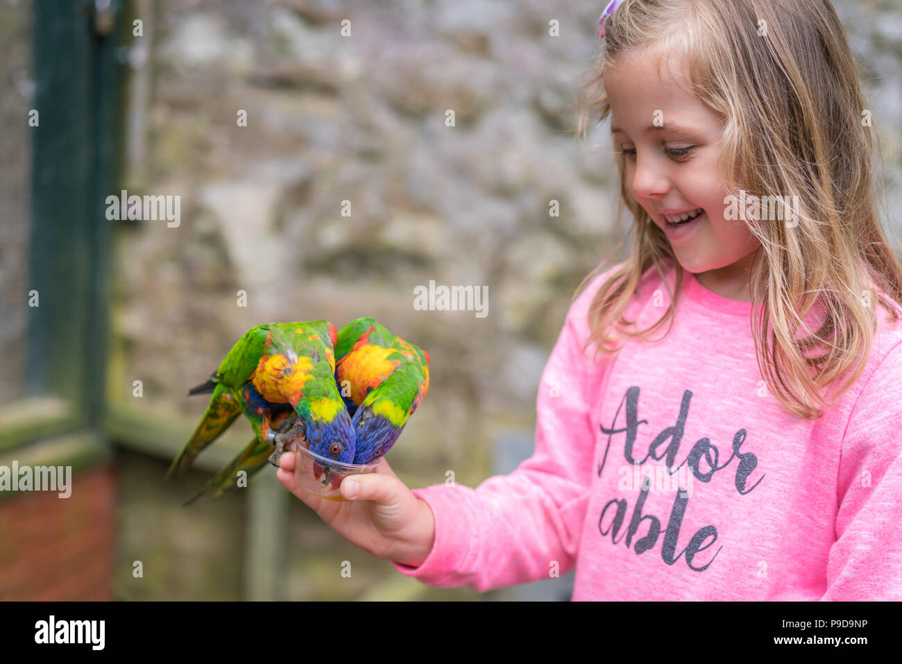 Cute Young Caucasian Girl Feeding Sweet Nectar To Colourful Parrot ...