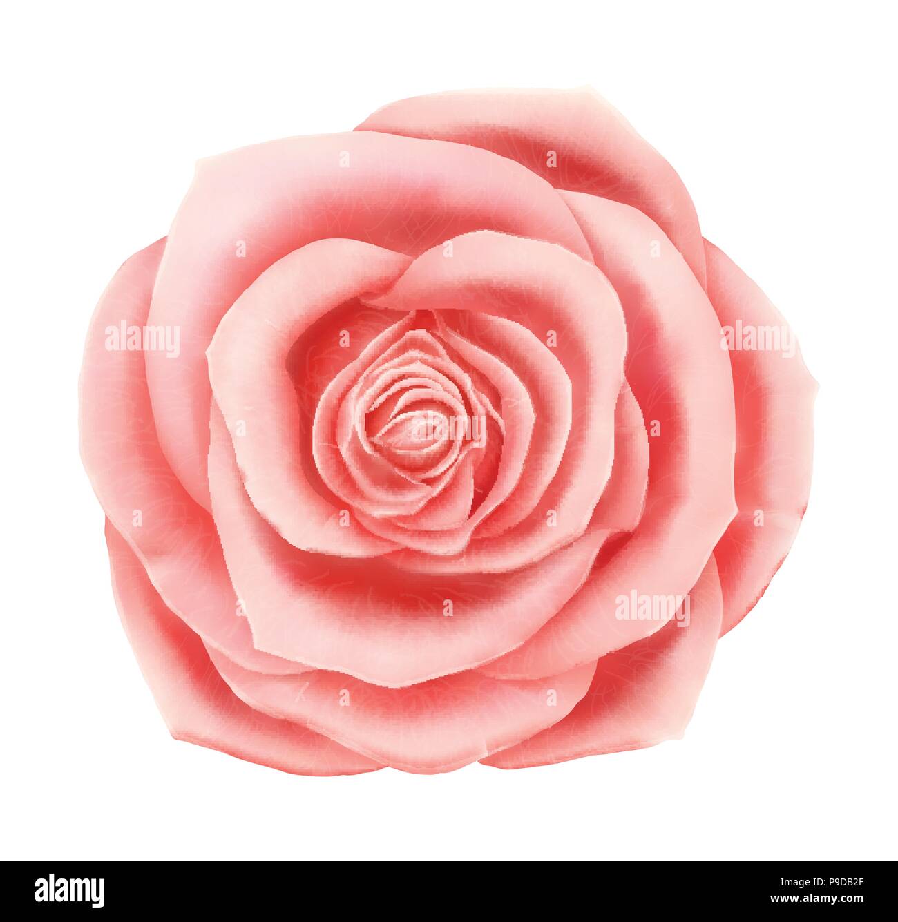 Vector beautiful pink rose floral decorative element Stock Vector Image ...