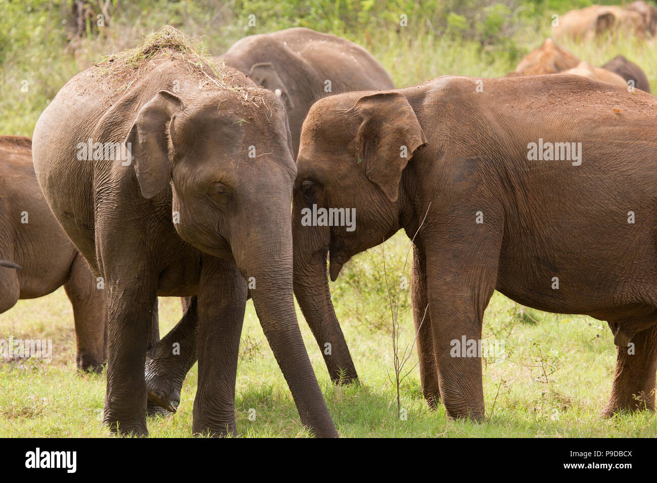 Elephants ineracting in Minneriya National Park in Sri Lanka. Elephants (Elephas maximus) are renowned for congregating around the reservoir in Minner Stock Photo