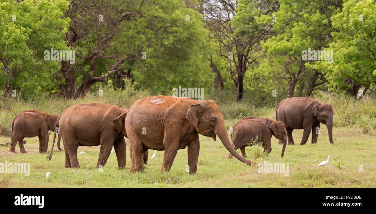 A herd of elephants moves towards the reservoir at Minneriya National Park in Sri Lanka. Elephants (Elephas maximus) are renowned for congregating aro Stock Photo