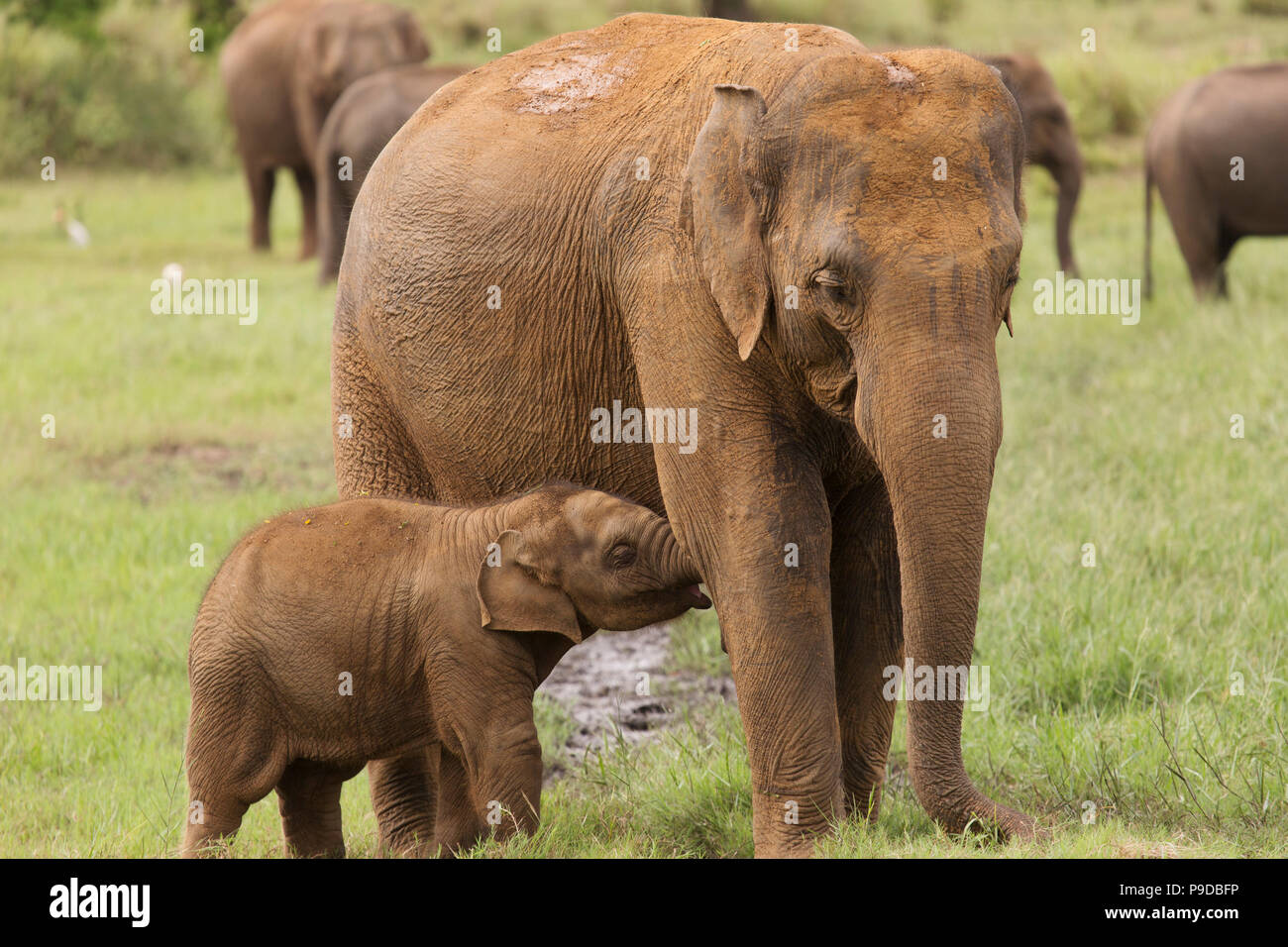 An elephant calf feeding in Minneriya National Park in Sri Lanka. Elephants (Elephas maximus) are renowned for congregating around the reservoir in Mi Stock Photo