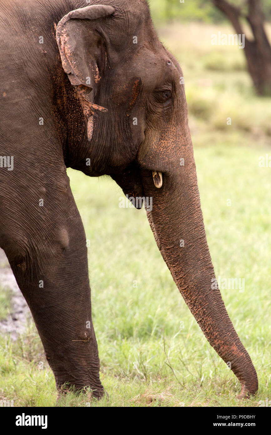 A bull elephant (Elephas maximus) in Minneriya National Park in Sri Lanka. The male elephant is in musth. Stock Photo
