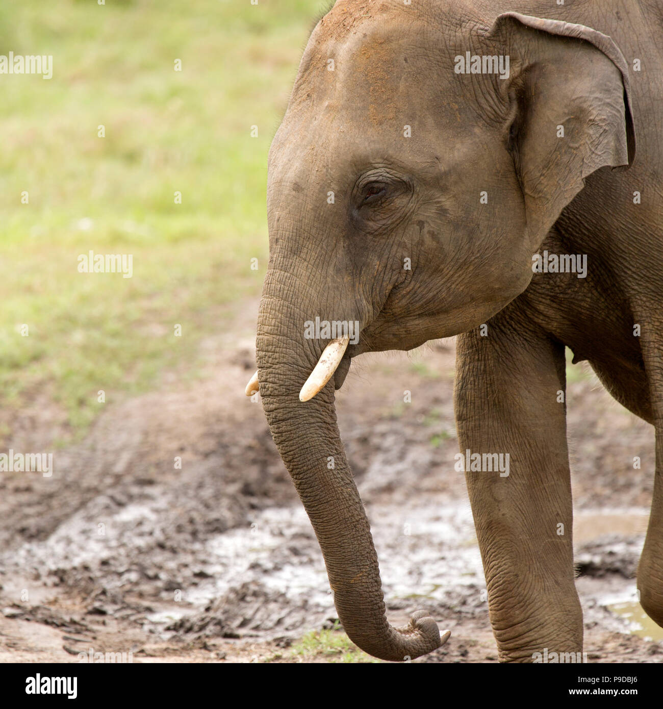 Male elephant (Elephas maximus in Minneriya National Park in Sri Lanka. It is rare for elephants on Sri Lanka to grow tusks. Stock Photo