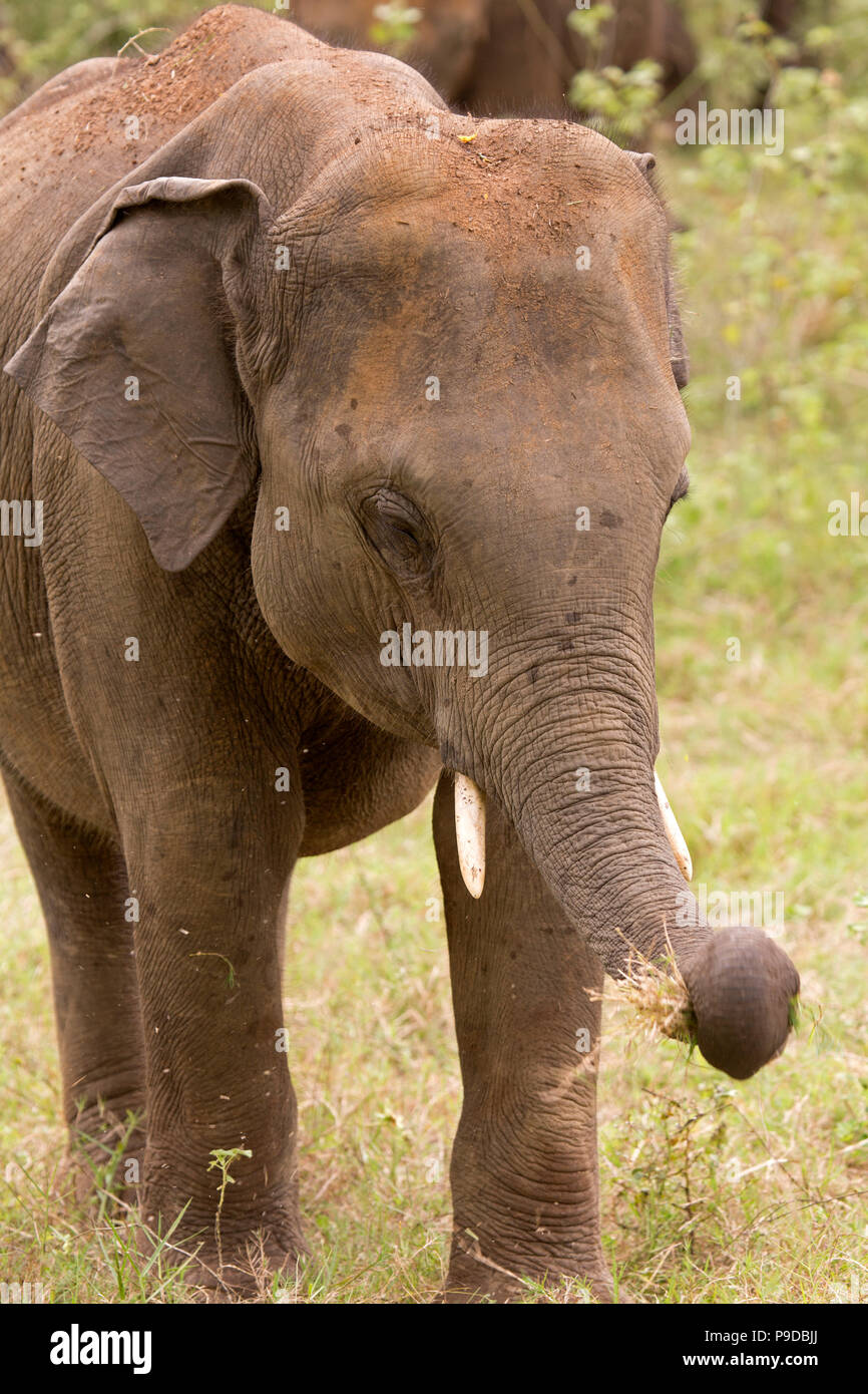 Male elephant (Elephas maximus feeding in Minneriya National Park in Sri Lanka. It is rare for elephants on Sri Lanka to grow tusks. Stock Photo