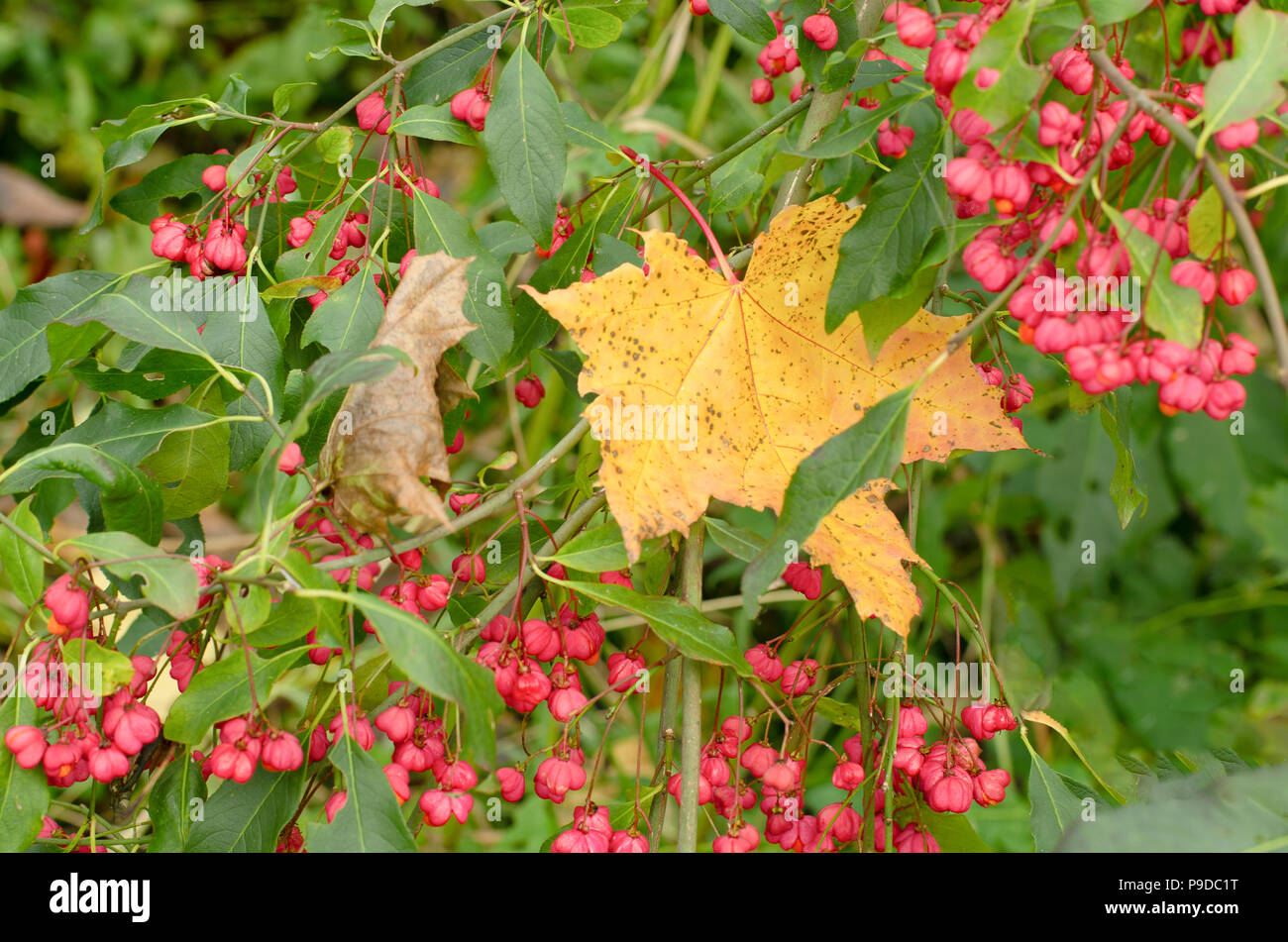 Branches of Euonymus europaeus with red and yellow berries in autumn time Stock Photo