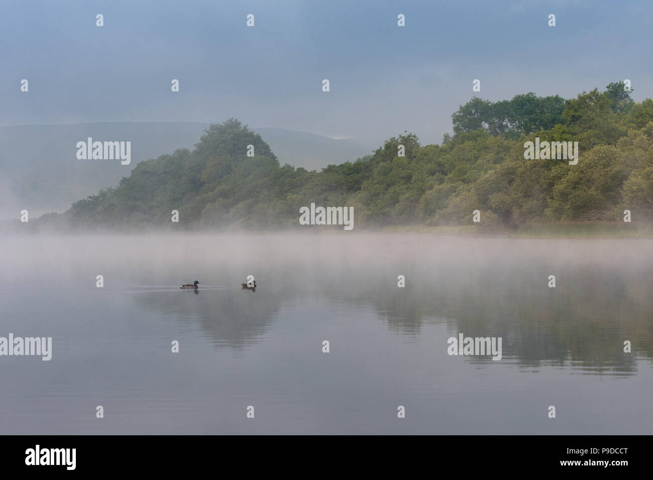 Another glorious day bekons after the early morning mist in the Yorkshire Dale National Park around Semerwater, Wensleydale. Stock Photo