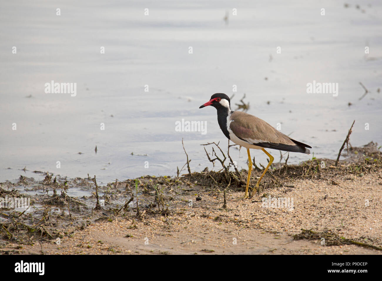 A red-wattled lapwing (Vanellus indicus), also known as the woolly-necked stork, in Minneriya National Park in Sri Lanka. The waterbird stalks along t Stock Photo
