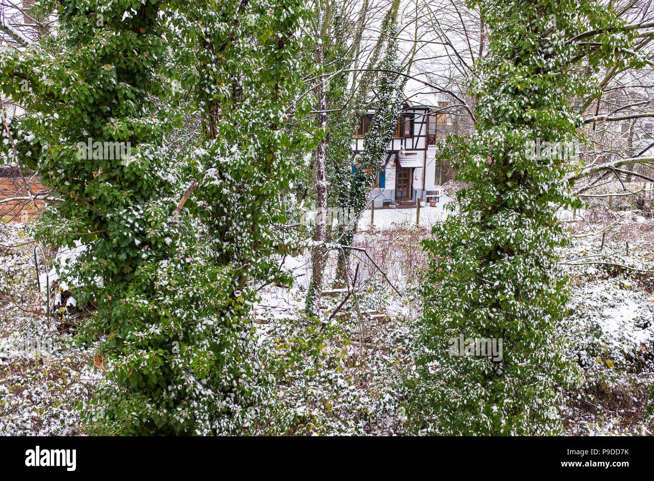 Ivy-covered maple trees trunks, detached house, garden, snow, wintertime, Alsace, France, Europe, Stock Photo