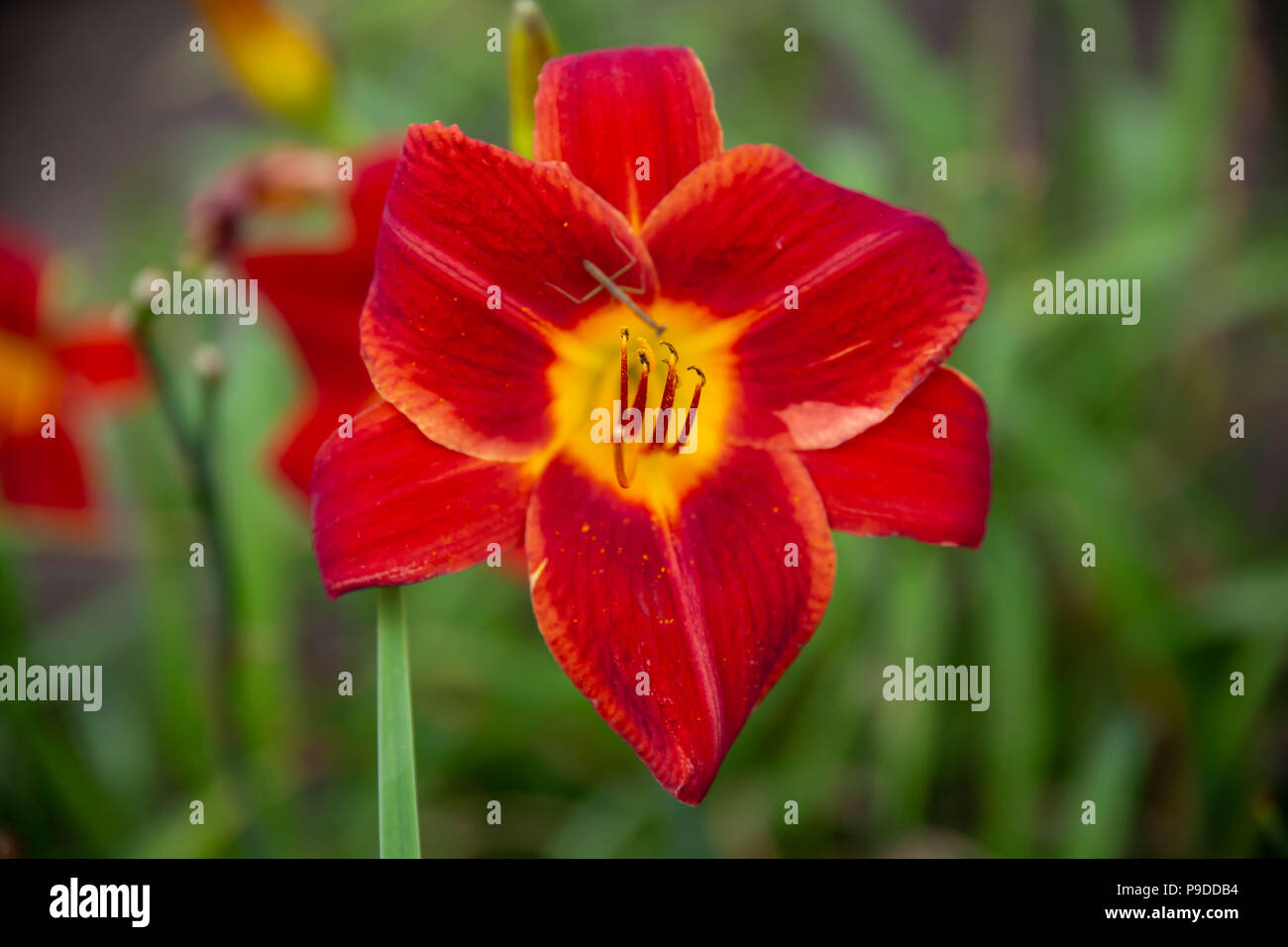 a close up of a red and yellow day lily Stock Photo