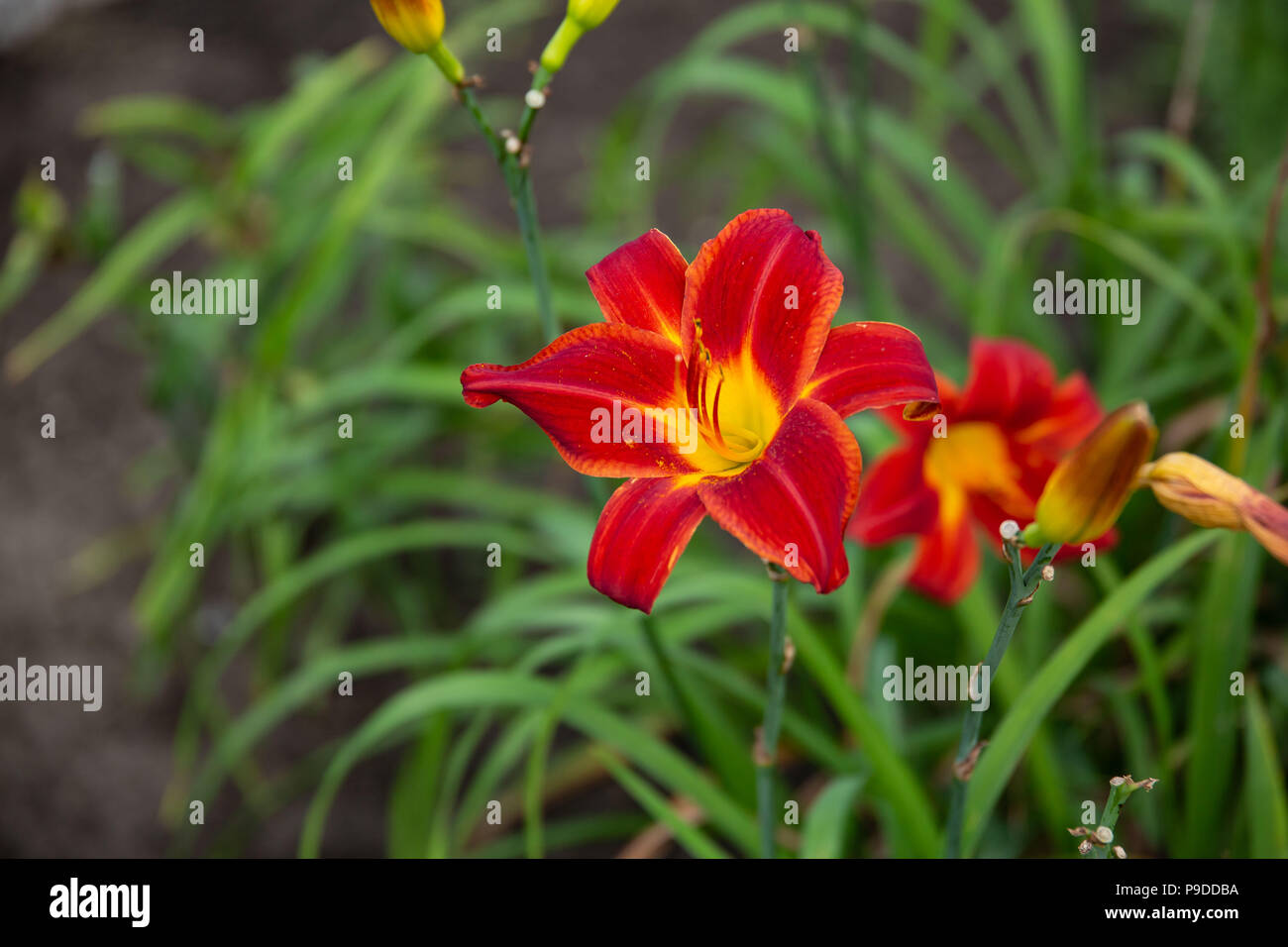a wide angle of a red and yellow day lily Stock Photo