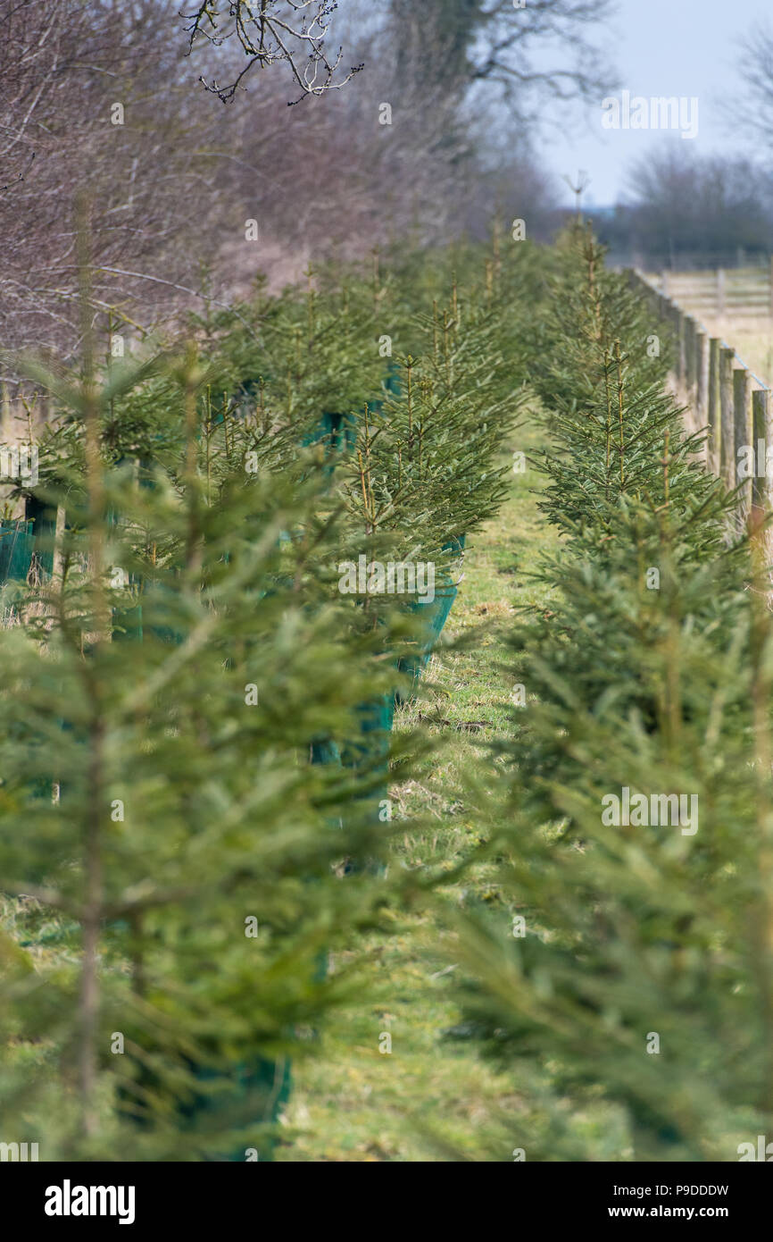 Christmas trees planted as a cash crop and also as a field edge habitat area, North Yorkshire, UK. Stock Photo