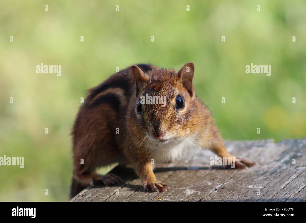 surprised-chipmunk-stock-photo-alamy