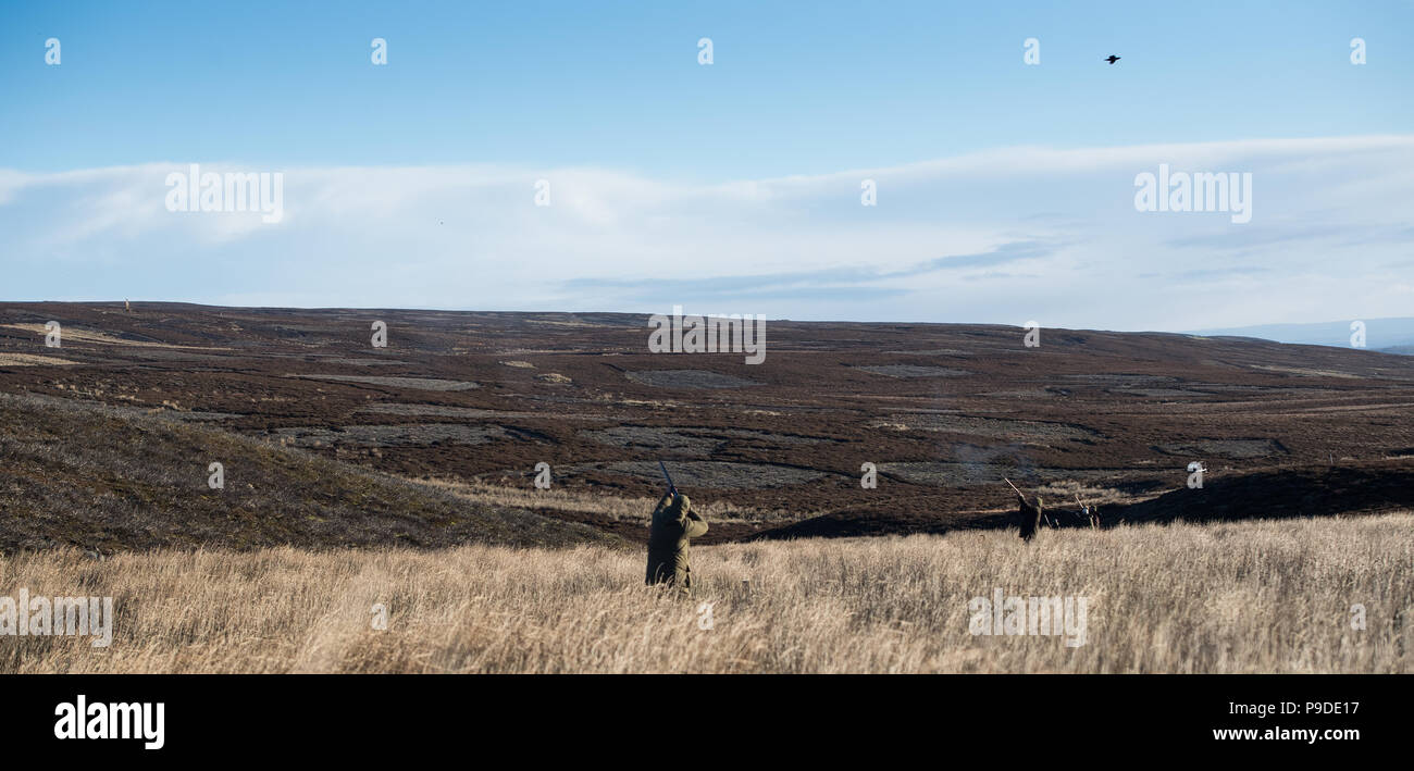 Shooting Red Grouse on an Estate in North Yorkshire, late in the season. Yorkshire Dales, UK Stock Photo