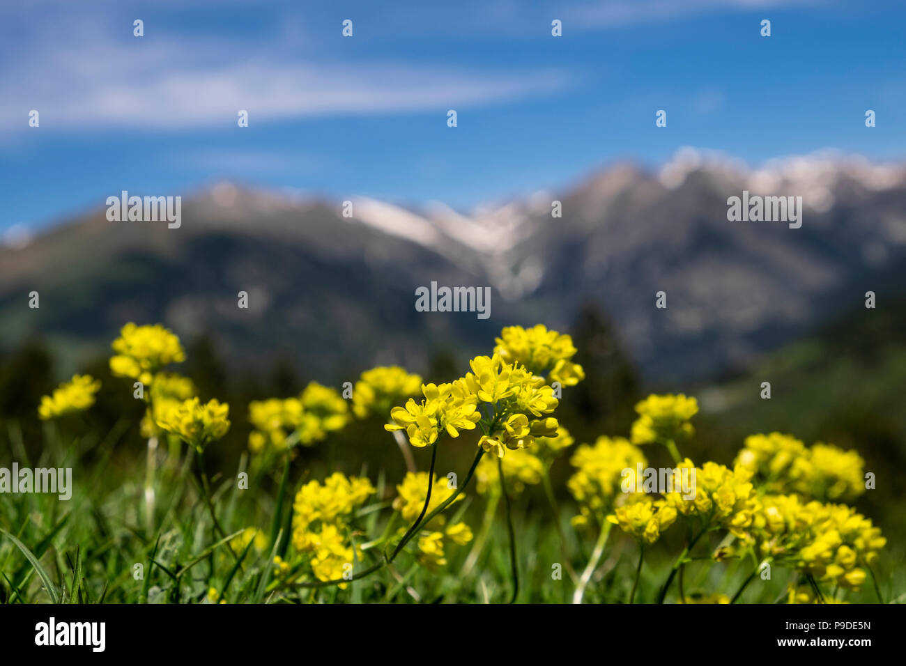 Yellow flowers in a pasture in the Catalonian Pyrenees on the GR11 long distance route between Setcases and Mollo, Spain Stock Photo