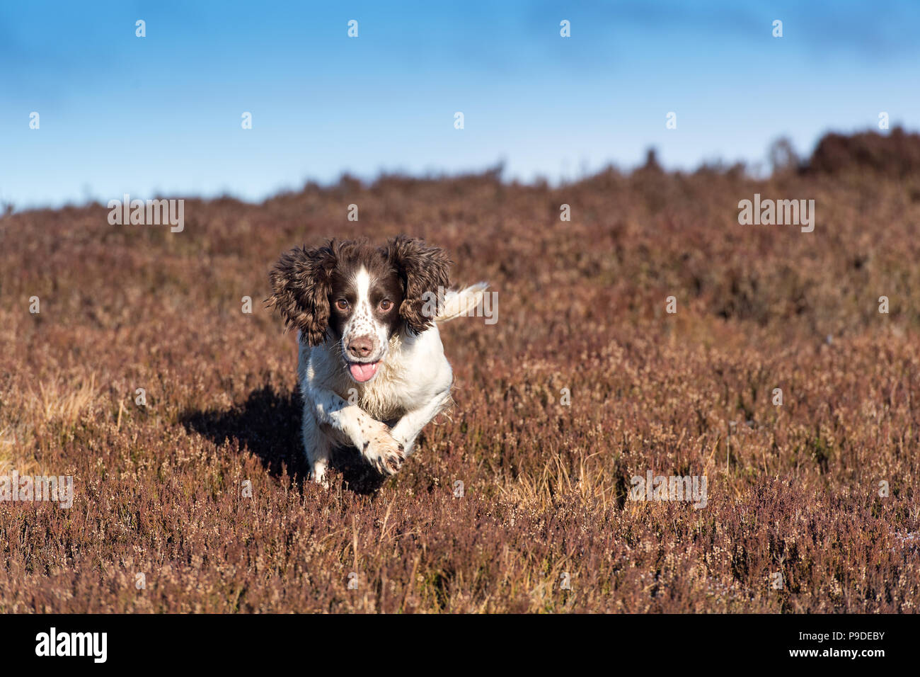 Spaniel gundog working on a red grouse shoot in the Yorkshire Dales. Stock Photo