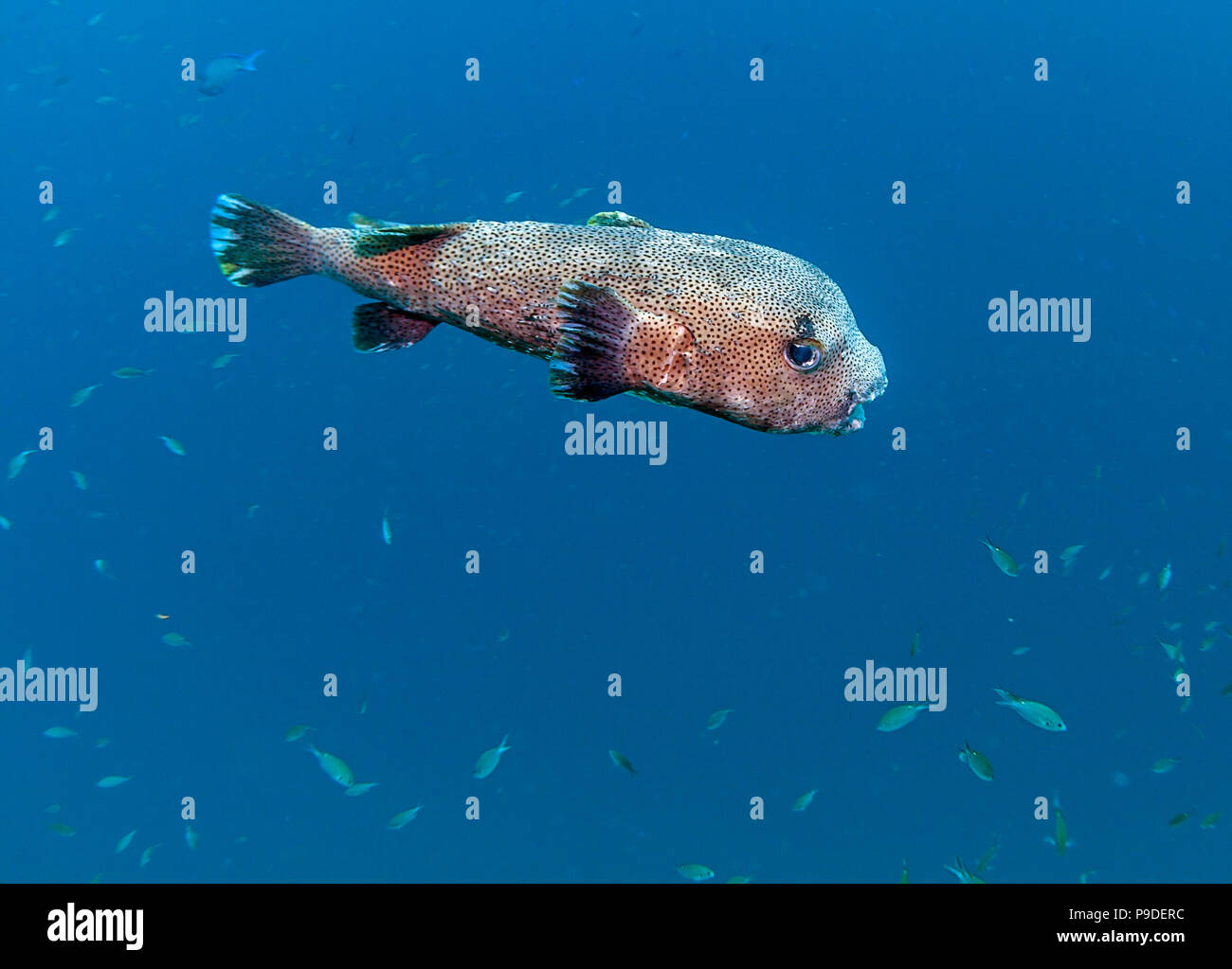Porcupinefish family Diodontidae order Tetraodontiformes, also commonly called blowfish or  balloonfish and globefish Stock Photo