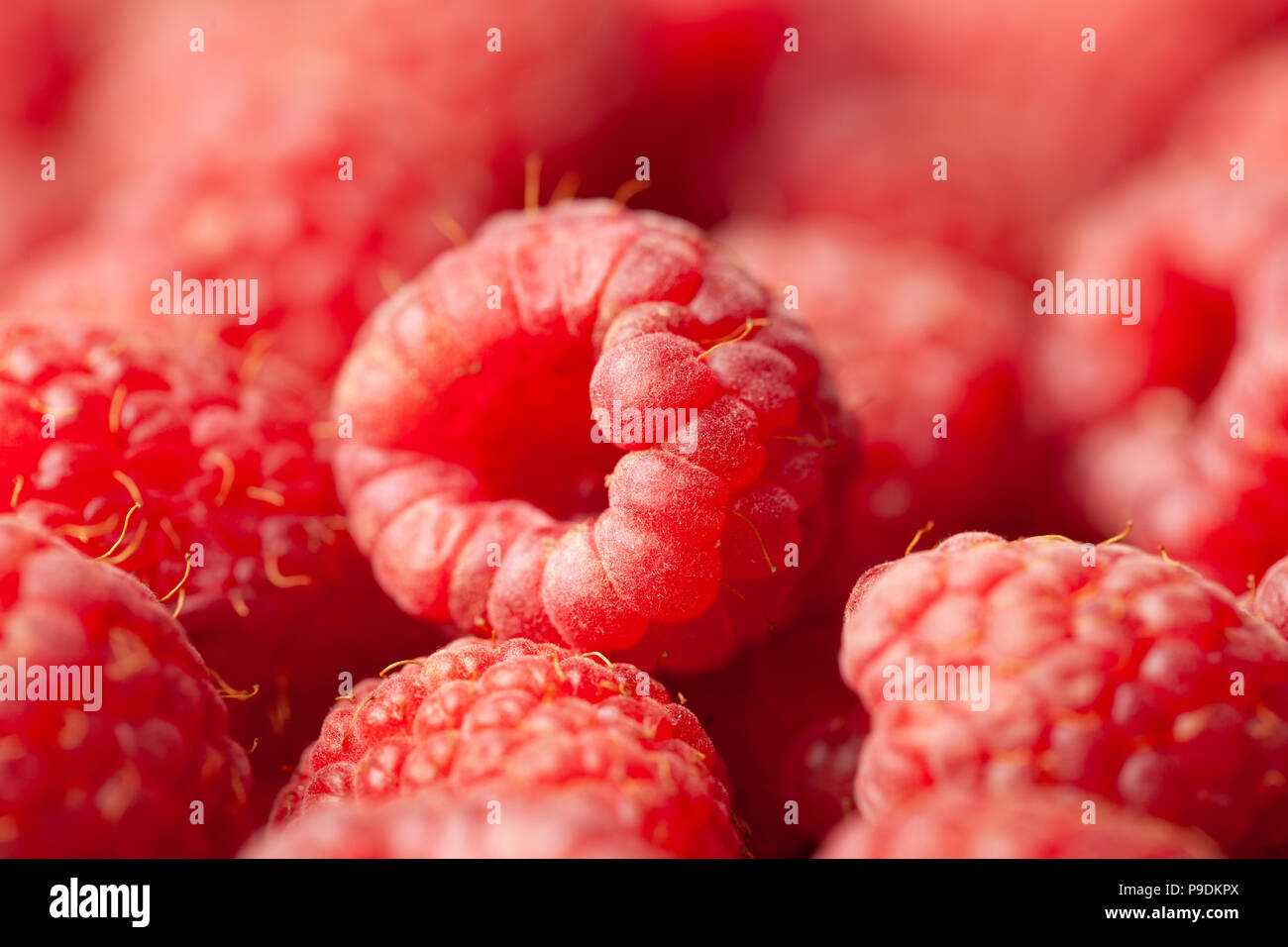 Macro view of ripe red and fresh raspberries as a background. Full frame image. Stock Photo