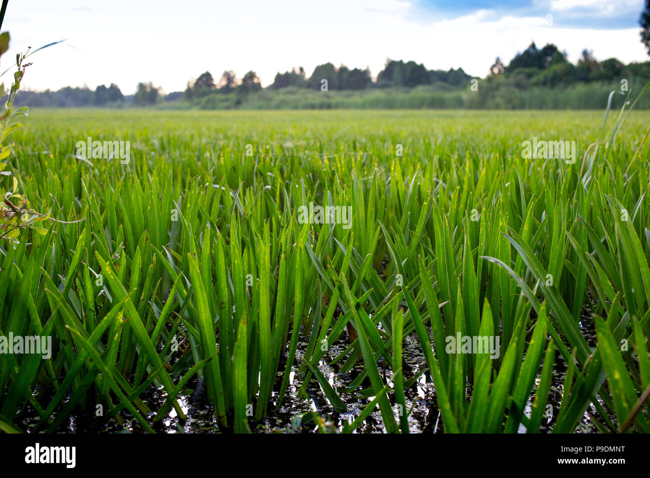 Stratiotes aloides, water soldier rare water merged serrated aquatic plant. Stock Photo