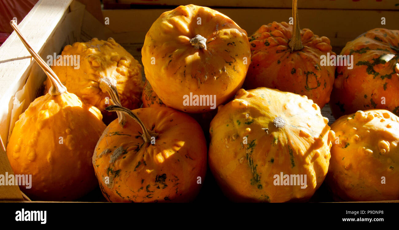 Colorful ornamental pumpkins, gourds and squashes in a box on an open