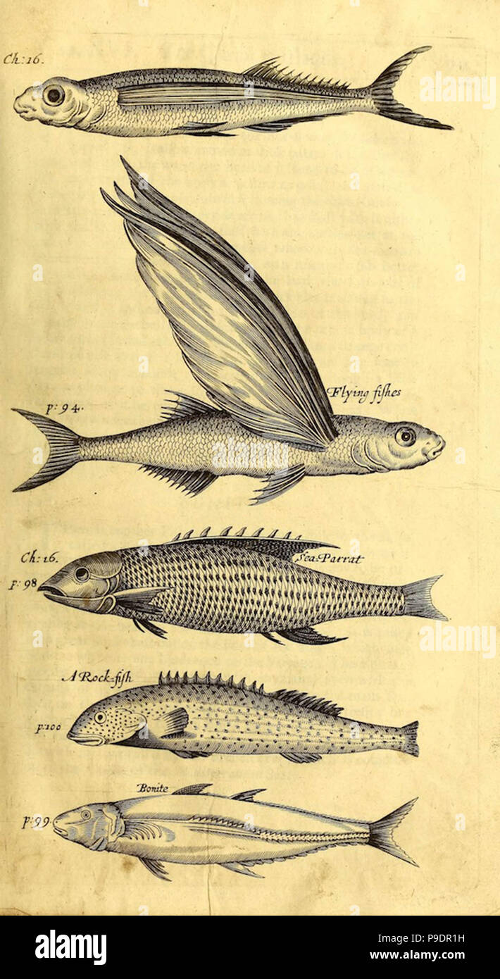 Weird Medieval Creatures