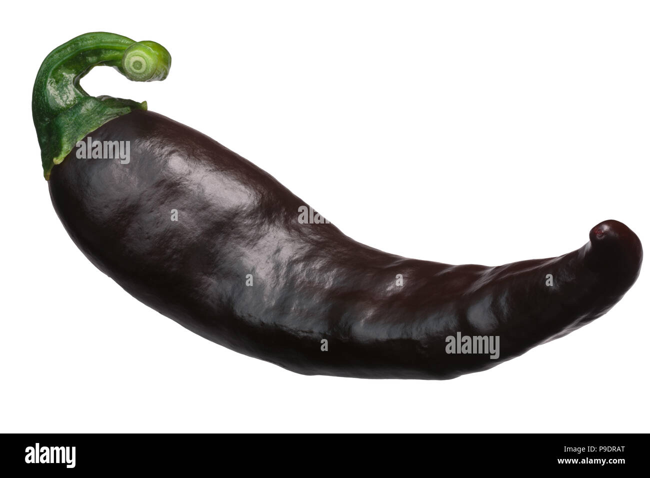 Chilaca chile pepper, ripe brown, whole pod. Known as Pasilla when dried Stock Photo